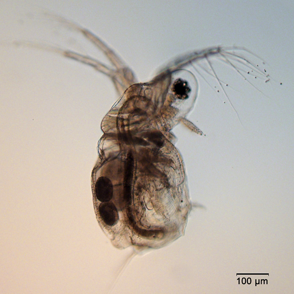 Представитель Семейства Moinidae